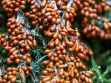 Leocarpus fragilis bildet auf feuchtem, bemoostem Totholz in dichten Gruppen glatte, stark glänzende, tropfen- bis birnenförmige Sporangien (ocker- bis kastanienbraun).